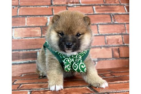 成約済の福岡県の豆柴-235708の5枚目