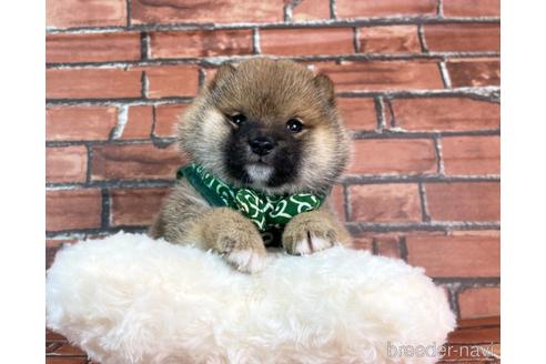 成約済の福岡県の豆柴-235708の2枚目