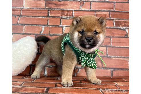 成約済の福岡県の豆柴-232922の1枚目