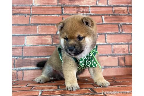 成約済の福岡県の豆柴-232922の3枚目