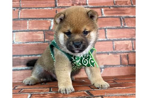 成約済の福岡県の豆柴-232922の4枚目