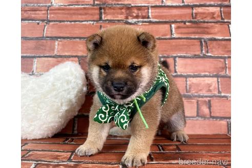 成約済の福岡県の豆柴-232922の2枚目