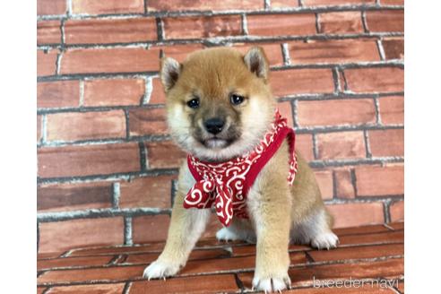 成約済の福岡県の豆柴-232926の22枚目