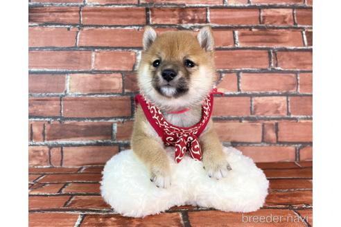 成約済の福岡県の豆柴-232926の21枚目