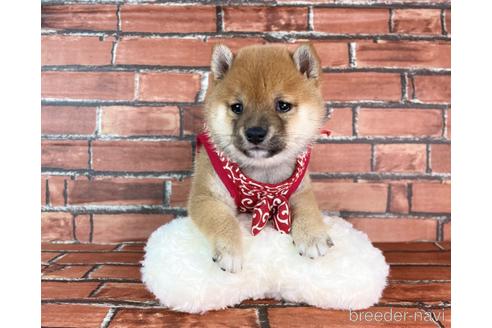 成約済の福岡県の豆柴-232926の20枚目