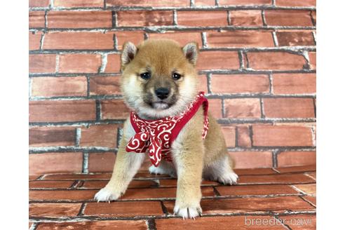 成約済の福岡県の豆柴-232926の19枚目