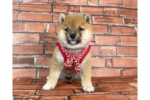 成約済の福岡県の豆柴-232926の18枚目