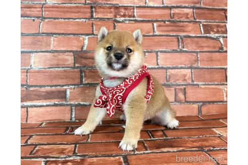 成約済の福岡県の豆柴-232926の17枚目