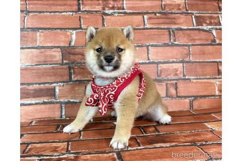 成約済の福岡県の豆柴-232926の16枚目