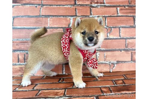 成約済の福岡県の豆柴-232926の15枚目