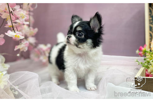 成約済の愛知県のチワワ(ロングコート)-235719の4枚目