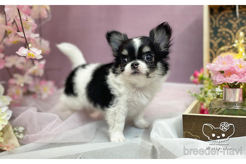 成約済の愛知県のチワワ(ロングコート)-235719の6枚目