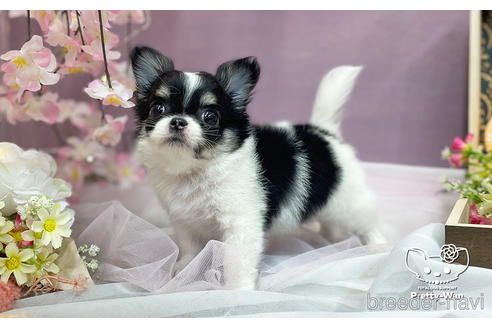 成約済の愛知県のチワワ(ロングコート)-235719の7枚目