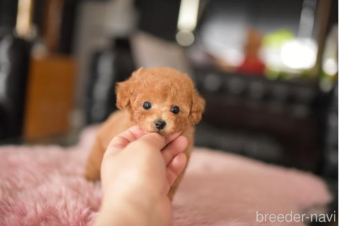 成約済の茨城県のタイニープードル-234268