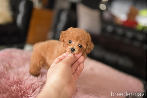 成約済の茨城県のタイニープードル-234268の6枚目
