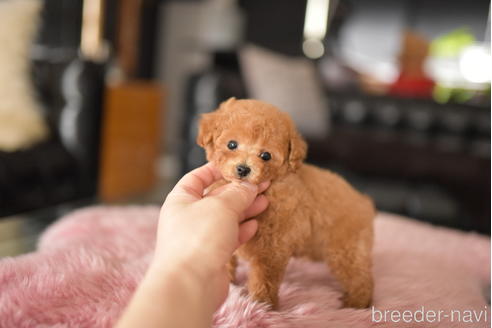 成約済の茨城県のタイニープードル-234268の5枚目
