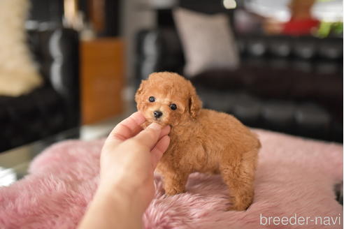 成約済の茨城県のタイニープードル-234268の4枚目