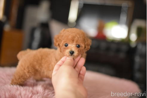成約済の茨城県のタイニープードル-234268の3枚目