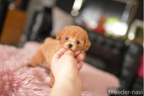 成約済の茨城県のタイニープードル-234268の2枚目