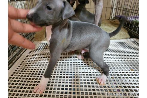 成約済の愛知県のイタリアングレーハウンド(イタグレ)-235749の7枚目