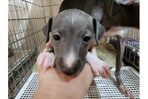 成約済の愛知県のイタリアングレーハウンド(イタグレ)-235749の8枚目