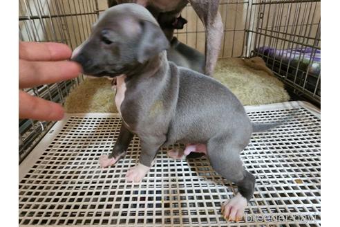 成約済の愛知県のイタリアングレーハウンド(イタグレ)-235749の4枚目