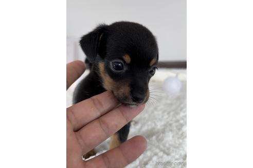 成約済の福岡県のチワックス:チワワ×ミニチュアダックスフンド-235752の2枚目