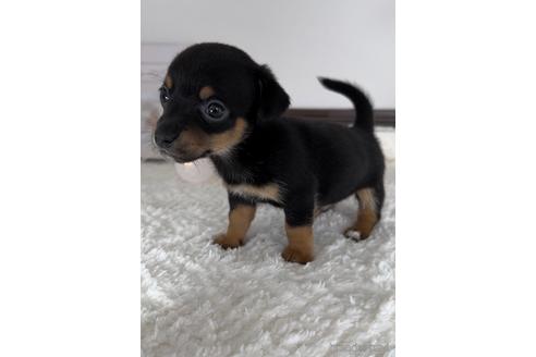 成約済の福岡県のチワックス:チワワ×ミニチュアダックスフンド-235752の3枚目