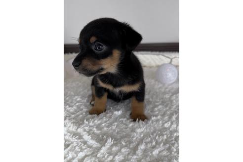 成約済の福岡県のチワックス:チワワ×ミニチュアダックスフンド-235752の4枚目