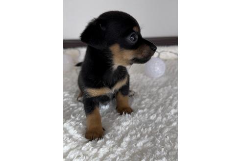 成約済の福岡県のチワックス:チワワ×ミニチュアダックスフンド-235752の5枚目