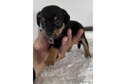 成約済の福岡県のチワックス:チワワ×ミニチュアダックスフンド-235752