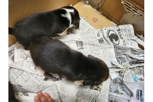 成約済の愛知県のビーグル-233368の8枚目