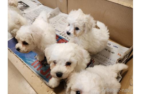 成約済の愛知県のビションフリーゼ-235763の9枚目