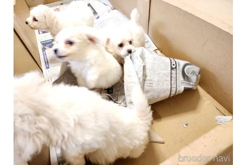 成約済の愛知県のビションフリーゼ-235764の8枚目