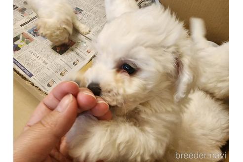 成約済の愛知県のビションフリーゼ-235764の7枚目