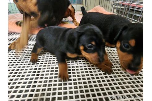成約済の愛知県のミニチュアピンシャー(ミニピン)-235767の4枚目