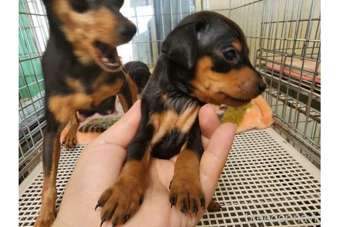 成約済の愛知県のミニチュアピンシャー(ミニピン)-235767の3枚目
