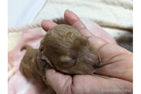 成約済の神奈川県のトイプードル-235792の1枚目