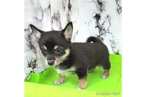 成約済の茨城県のミックス犬-235805の16枚目