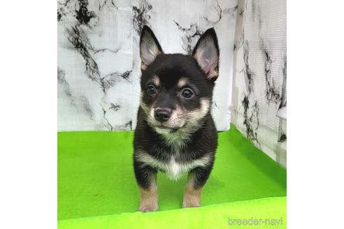 成約済の茨城県のミックス犬-235805の18枚目