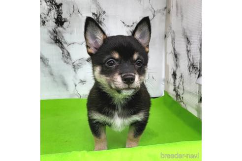 成約済の茨城県のミックス犬-235805の17枚目