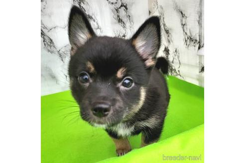 成約済の茨城県のミックス犬-235806の3枚目