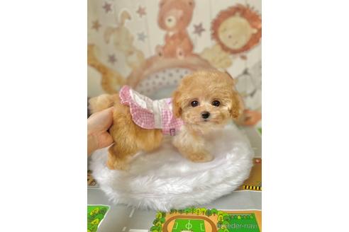成約済の埼玉県のトイプードル-235834の1枚目