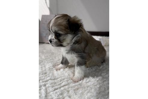 成約済の福岡県のチワマル:チワワ×マルチーズ-234387の7枚目