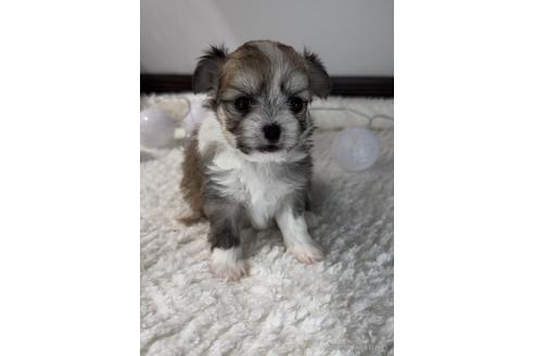 成約済の福岡県のチワマル:チワワ×マルチーズ-234387の6枚目