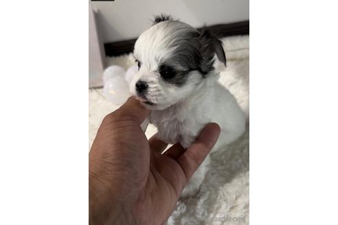成約済の福岡県のチワマル:チワワ×マルチーズ-234391の6枚目