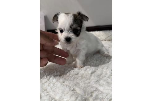 成約済の福岡県のチワマル:チワワ×マルチーズ-234392の7枚目