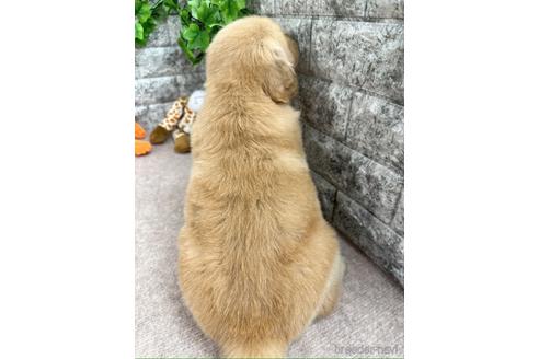成約済の愛知県のゴールデンレトリーバー-235852の2枚目