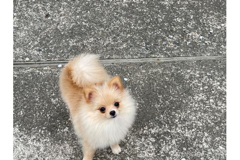 成約済の新潟県のポメラニアン-205639の1枚目