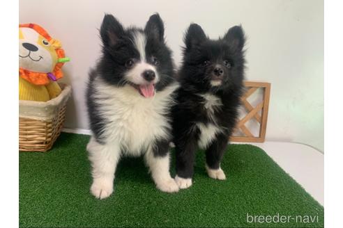 成約済の東京都のミックス犬-234761の14枚目